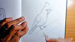 How to Draw a Cardinal Bird | Easy Step-by-Step Tutorial for Beginners & Intermediate Artists