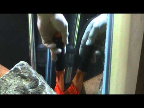 How to Cleaning Algae From Your Fish Tank