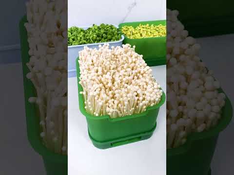 With this bean sprout pot, you can grow your own bean sprouts at home #shorts