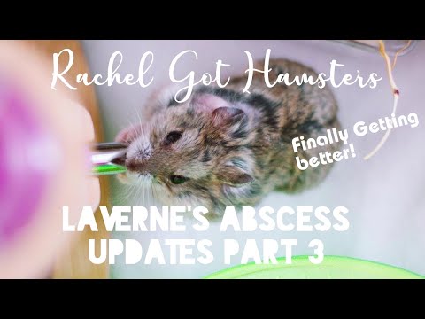 Dwarf Hamster Abscess // Laverne's Continued Abscess Issue & How She's Doing Now!