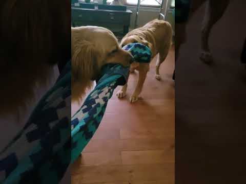 tug of towel war #goldenretriever #puppy #doglover #goldens #dogs #momandson #goldenpuppy #dog
