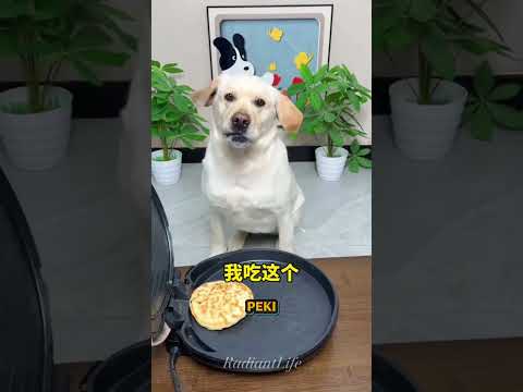 Bu köpek yumurtaları kırmak zorunda 😱