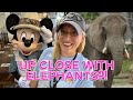 DISNEY WORLD HIDDEN GEMS Elephant Tour Tusker House Dining Animal Kingdom Caring For Giants