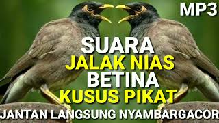 Download lagu Suara Jalak Nias Betina ll Suara Pikat Jalak Nias ll Jalak Nias Betina Memanggil Jantan l Jalak Nias mp3