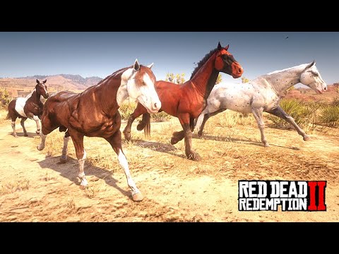 Taming Horses in the Desert - The Horse Collector - ep16