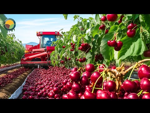 How American Farmers Harvest Millions Tons of Cherry: Processed in The Factory | Farming Documentary
