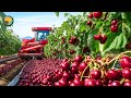 How American Farmers Harvest Millions Tons Of Cherry Processed In The Factory Farming Documentary