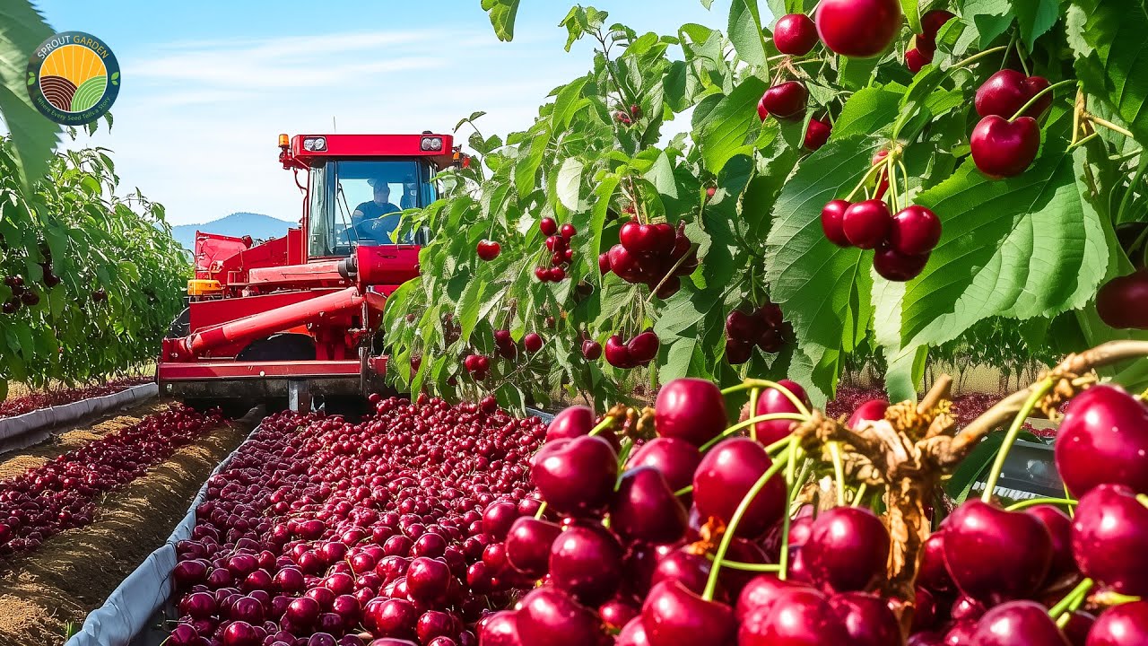 How American Farmers Harvest Millions Tons of Cherry: Processed in The Factory | Farming Documentary
