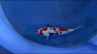 video van Kindai Showa SH-V25-04498