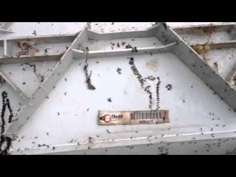 Ants Dance in Rodent Bait Station in Howell, NJ