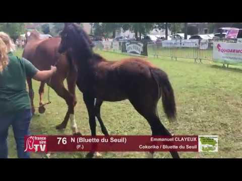 Sprinter Sacré Show 2018 : Lot 76 - N (Bluette du Seuil)