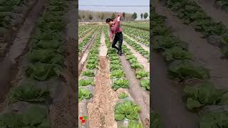 Surface Irrigation: Types, Advantages, and How to Implement