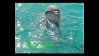 musica relajante la belleza del mar delfines -relaxing music dolphins in the sea-kitaro