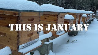 January Compilation  | #colesfarmnc #jacksonvillenc #beekeeping