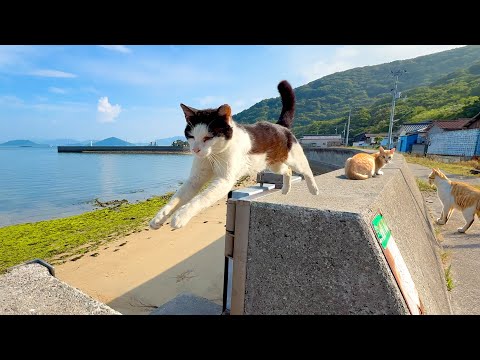 A Peaceful Cat Island in Japan Surrounded by Nature 🐈 🏝️
