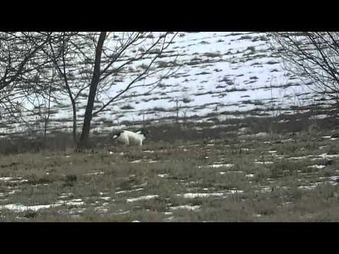 Coursing trénink 17.3.2013 - Kikina