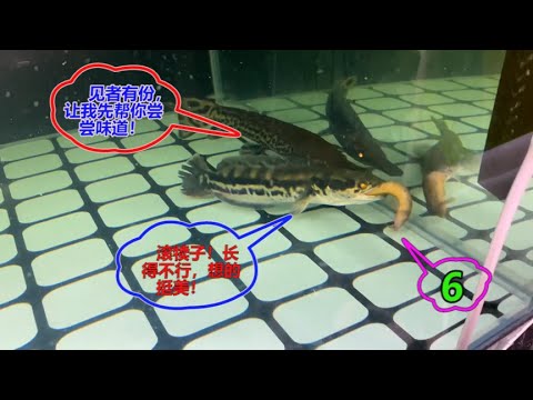 四條魚