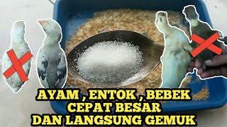 Download lagu RAMUAN JITU || AYAM,ENTOK,BEBEK CEPET BESAR DAN MLENUK [simple ingredients make poultry fat fast] mp3