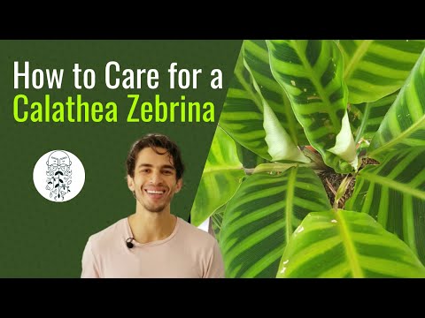 , title : 'How to Care for a Calathea Zebrina'