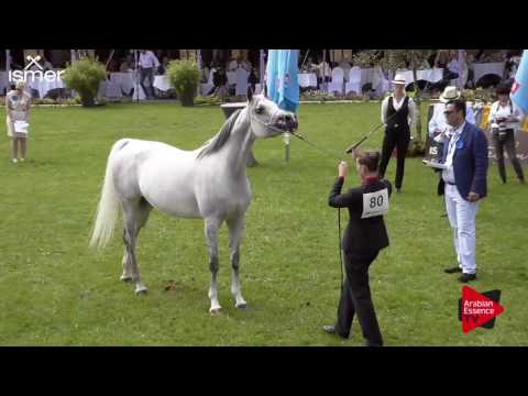N.80 SHAYKHAH BINT ARIES - Ströhen 2017 C-Show - 7.9 Years Old Mares (Class 10)