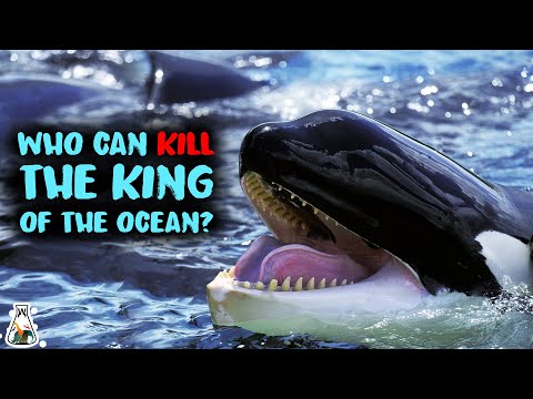 5 Animals That Could Defeat A Killer Whale