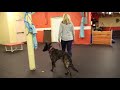 Dog Training | Cocoa arrived and has severe separation anxiety | Solid K9 Training Dog Training