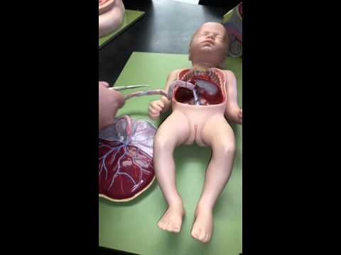 Anatomy of the  Fetal Circulation