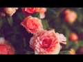 Where the Wild Roses Grow by Aura Dione (Lyrics ...
