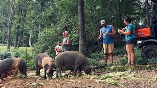 Swamp Corn || Sweet Corn, Pigs & Excavator Work || August 2025