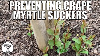 How To Prevent Crape Myrtle Suckers