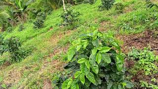 "Why CATIMOR? Choosing The Right Coffee Variety for Flavor & Growth" #althagraciaagrifarm #coffee