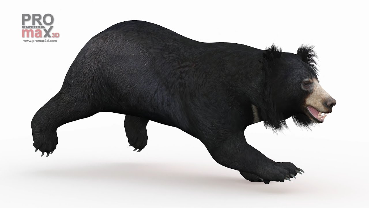 Animated Sloth Bear 3D Model