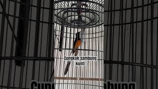 Download lagu Murai batu materi cungkok nyambung kunti #kicaumania #bunyimurai #burung #muraijantan #muraibatu mp3