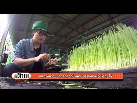 การรักษา Amanita สำหรับความอ่อนแอ เพิ่มขึ้นครีมสมาชิกฟรี