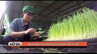 ต้นอ่อนข้าวสาลี ปลูกอย่างไรให้เป็นอาชีพ (ช่วงวีกเอ็นด์ ฟาร์ม) : มติชน วีกเอ็นด์ 3 ก.ค.59