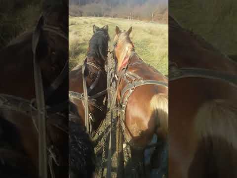 Cai lui Giamai Din titiesti