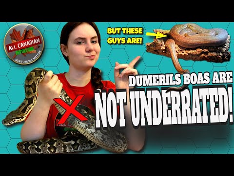 The REAL Most Underrated Pet Snake - Macklot's Python