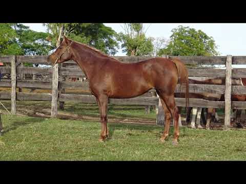 Lote BH MARIANA