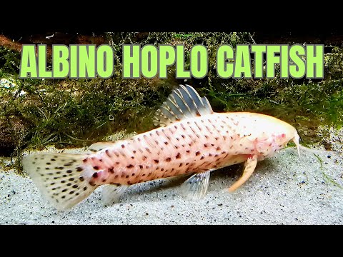 Watch Video on YouTube