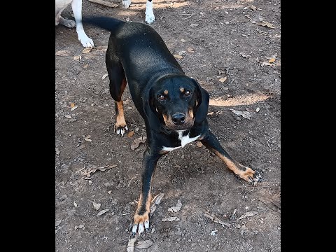 Gunner from TEXAS, an adoptable Hound Mix in White River Junction, VT_image-1