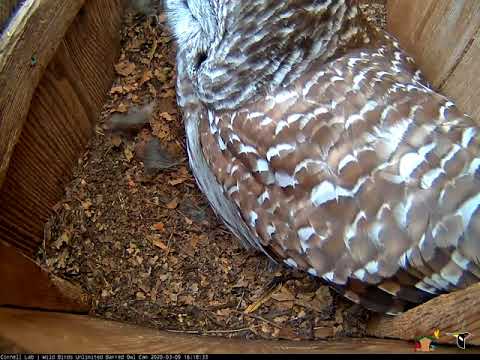 Female Barred Owl Belts Out "Who Cooks For You?" Call – March 9, 2020