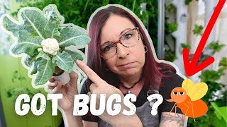 HOW TO EASILY GET RID OF BUGS FROM INDOOR GARDEN TOWERS!