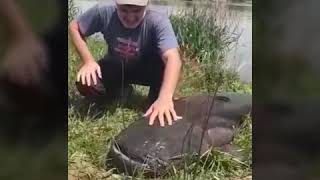 Поймали огромного сома и отпустили на волю