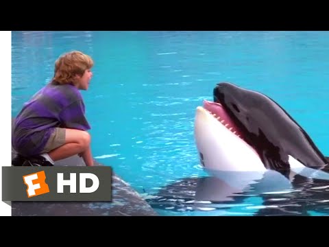 Free Willy (1993) - Willy's Soulmate Scene (4/10) | Movieclips