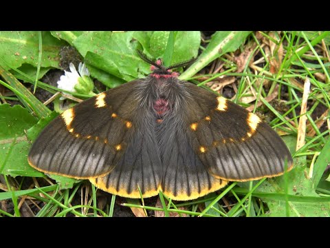 Top Rarity: Extremely rare Saturniidae - Smoky Emperor Moth (Paradirphia fumosa) facts
