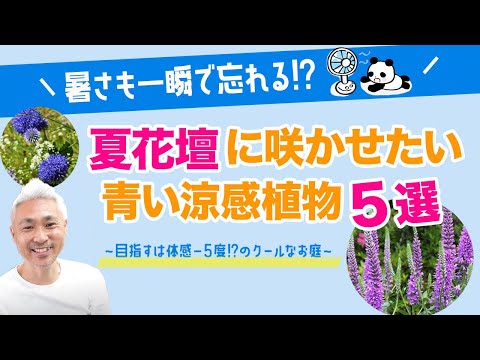 美しい青い花をより効果的に活用するには、セアノサスをいつ、どのように植えればよいでしょうか?  庭園