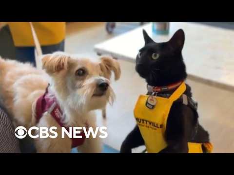 Cat helps senior shelter dogs find their forever homes