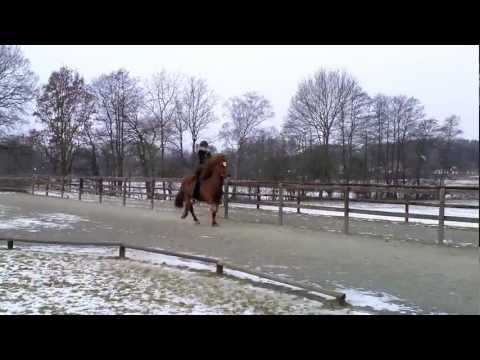 Næpadís vom Kronshof (V: Trúr, M: Næpa) 12.02.2012