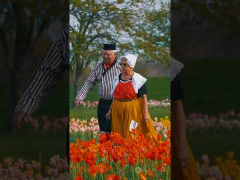 “Dutch Flowers Like You’ve NEVER Seen Before — 4K Ultra HD Magic” #conservation #ultrahd #nature