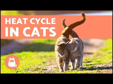 Cat In Heat Symptoms : What Does A Cat In Heat Look Like And Sound Like
